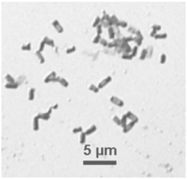 Bacillus amyloliquefaciens and microbial inoculum and application thereof