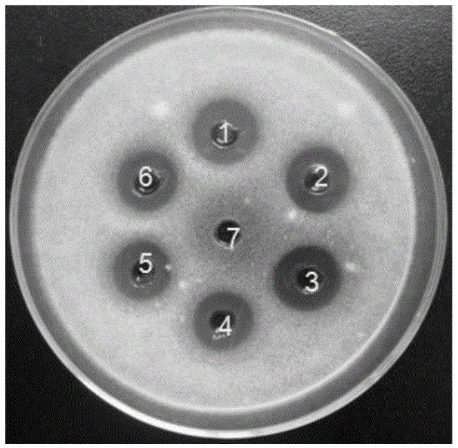 Bacillus amyloliquefaciens and microbial inoculum and application thereof