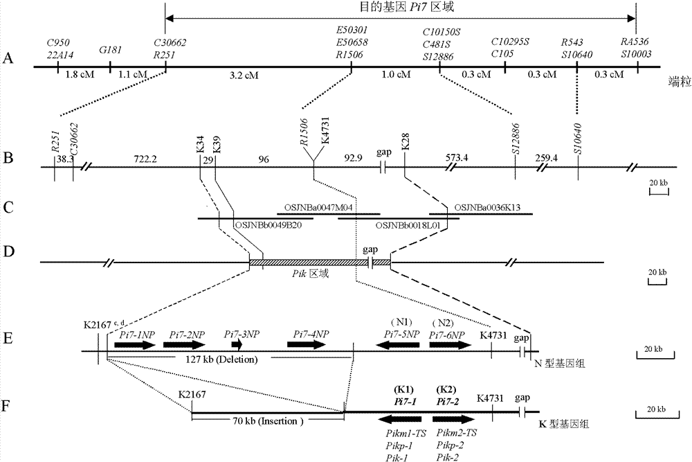 Rice blast resistance gene Pi7 and application thereof