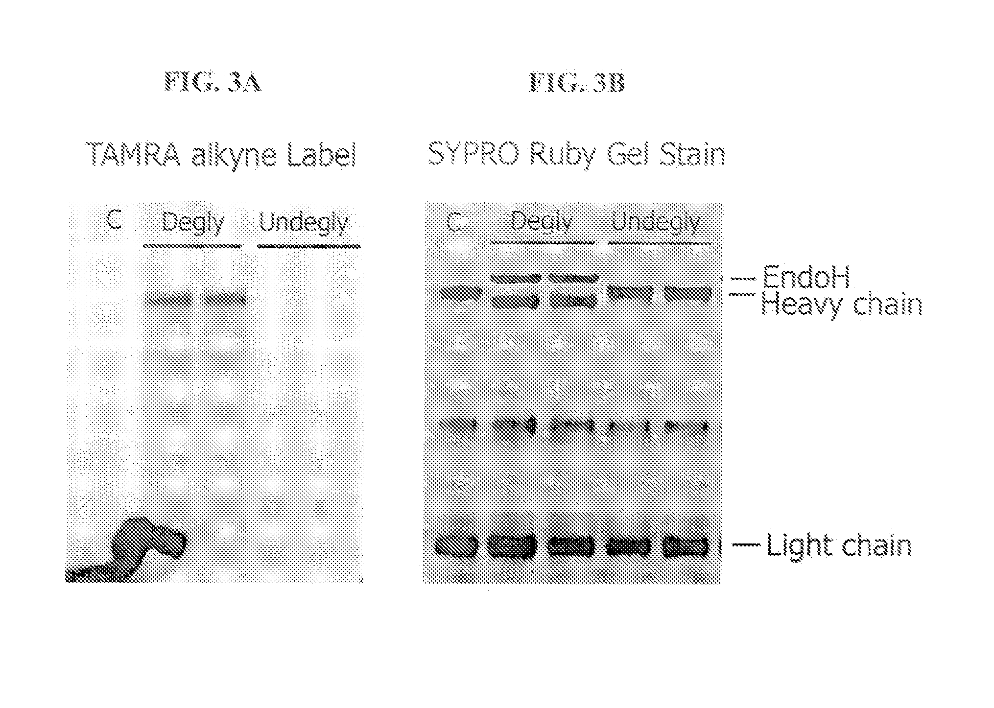 Oligosaccharide modification and labeling of proteins