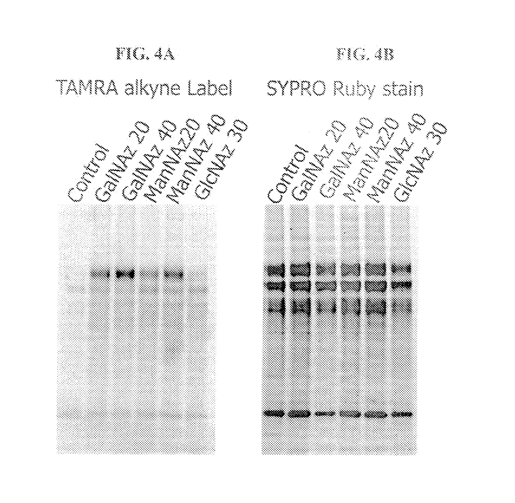 Oligosaccharide modification and labeling of proteins