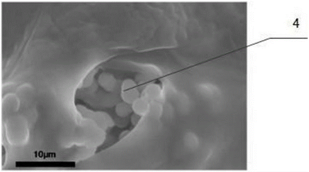 A culture method for improving the degradation performance of Phanerochaete chrysosporium