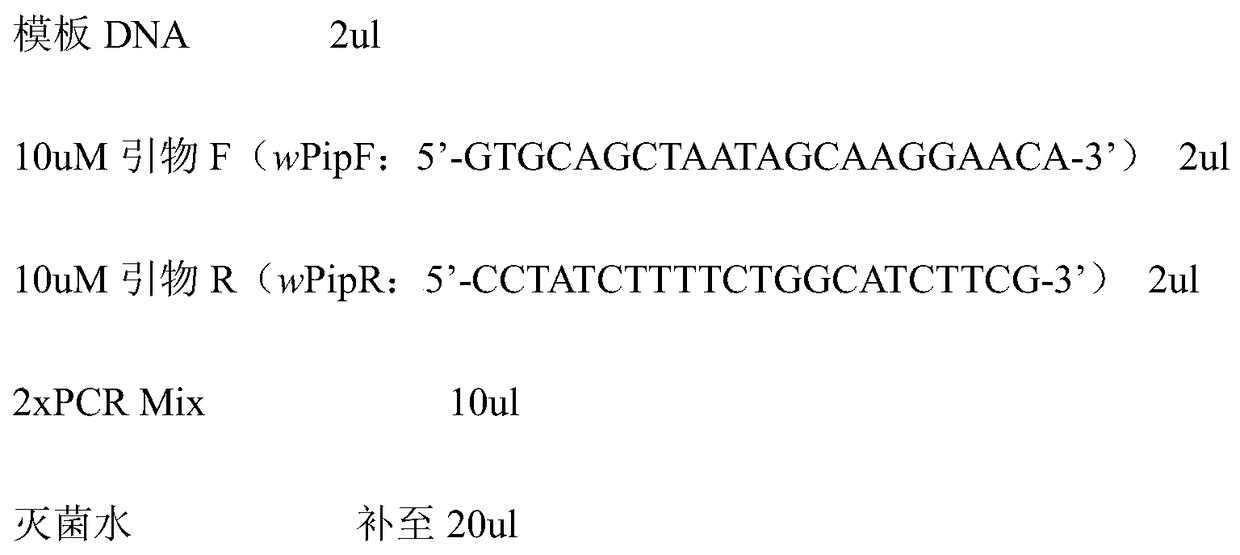 A detection primer for Culex mosquito Wolbachia and its detection method and detection kit