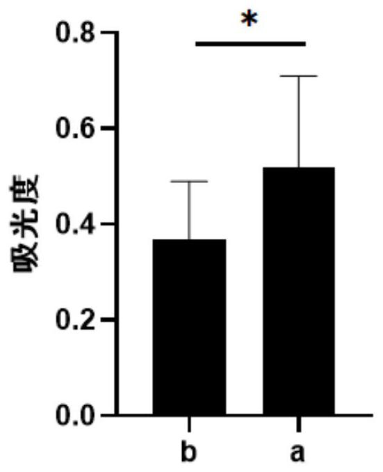 Silk protein gel-based rotator cuff patch and preparation method thereof