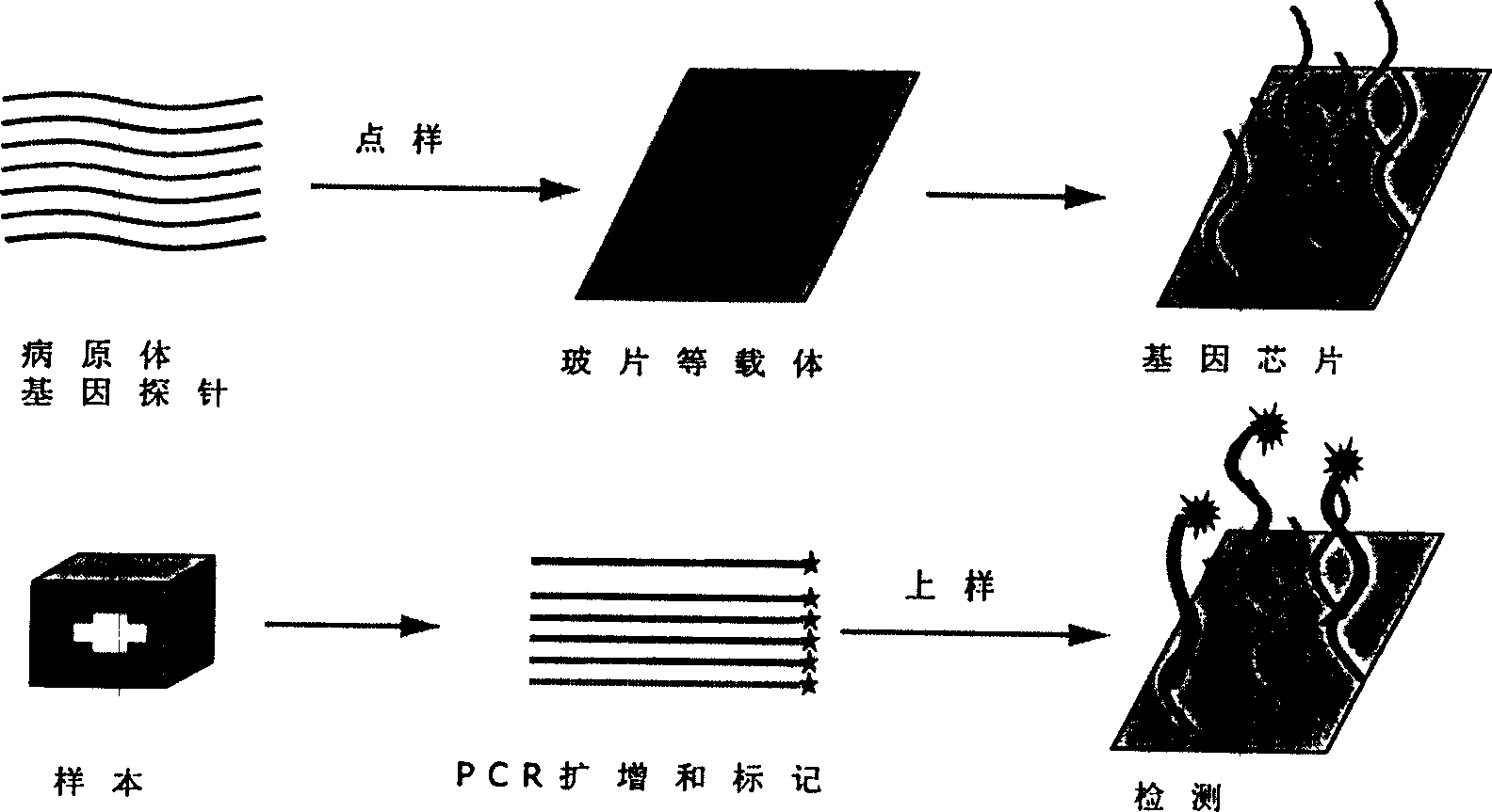 Detection type gene chip for detecting various infectious desease and use thereof