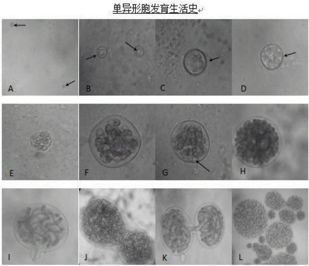 Nostoc sphaeroides heterocyst embedded suspension breeding method