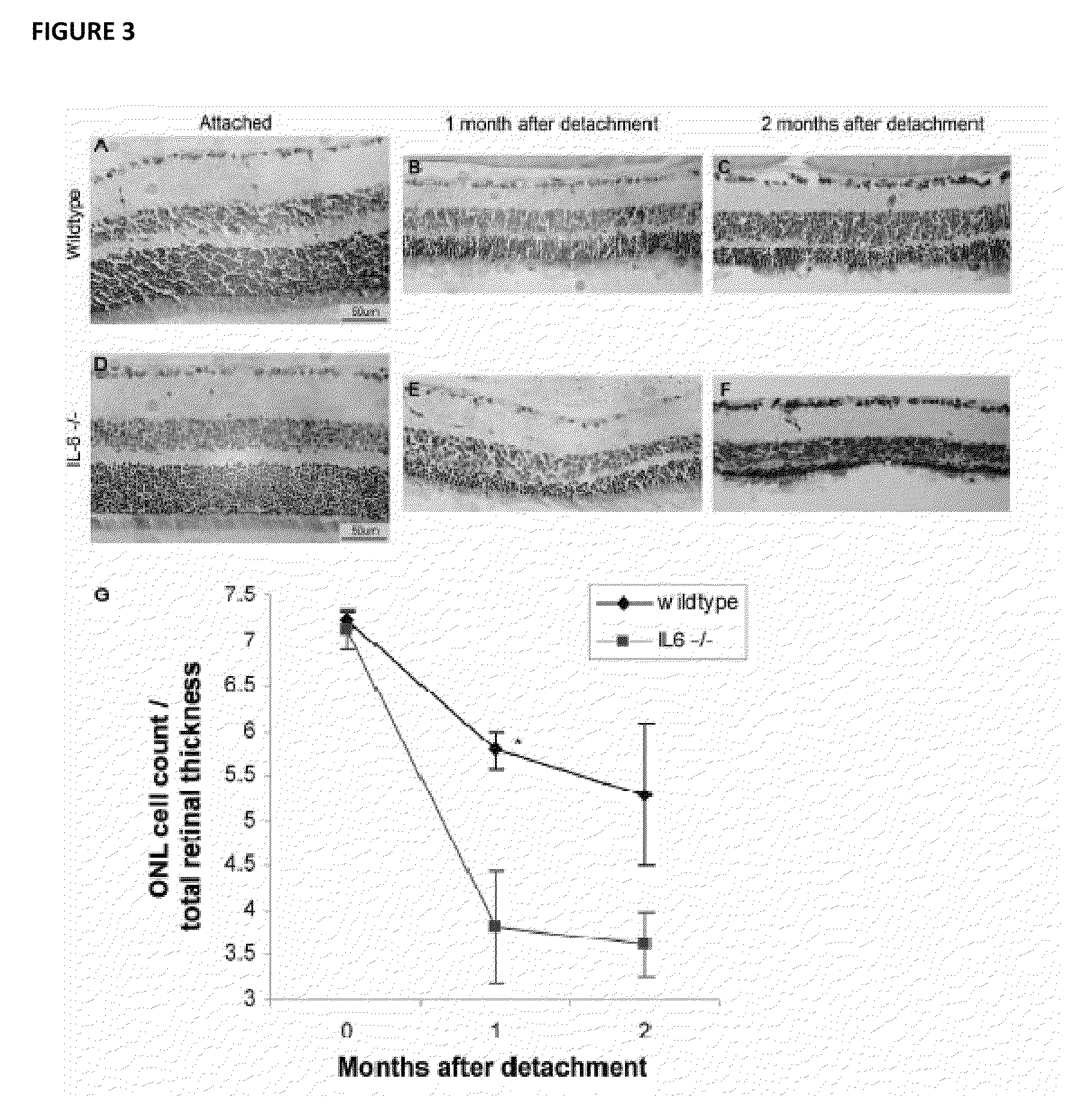 Methods of inhibiting photoreceptor apoptosis