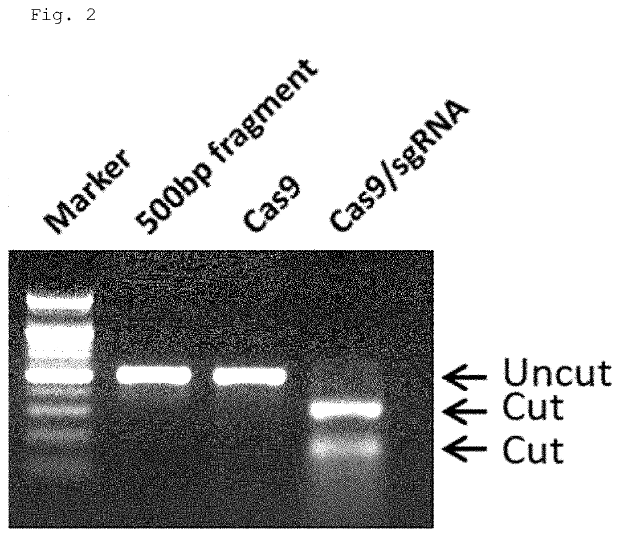 Nanoliposome-microbubble conjugate having complex of cas9 protein, guide RNA inhibiting srd5a2 gene expression and cationic polymer encapsulated in nanoliposome and composition for ameliorating or treating hair loss containing the same