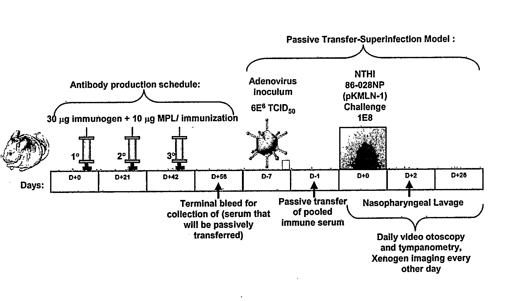 Chimeric Vaccine for Haemophilus Influenzae-Induced Disease