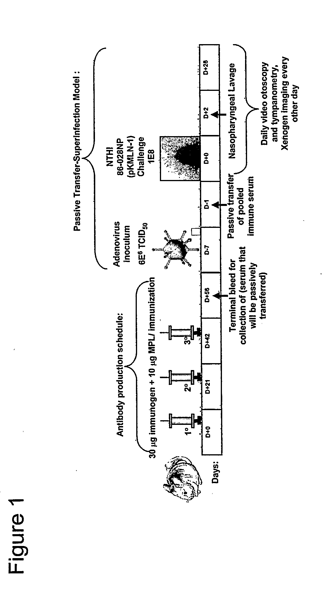 Chimeric Vaccine for Haemophilus Influenzae-Induced Disease