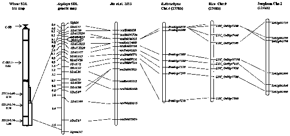 KASP mark for detecting powdery mildew resistant gene of aegilops tauschii and application