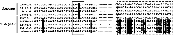 KASP mark for detecting powdery mildew resistant gene of aegilops tauschii and application