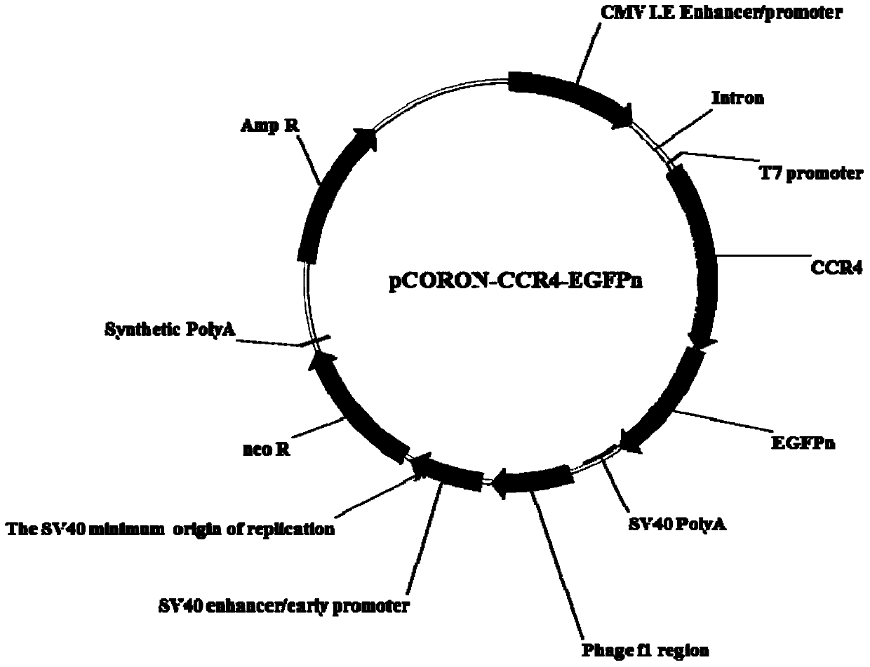 A kind of cell model and screening method for screening CCR4 antagonists