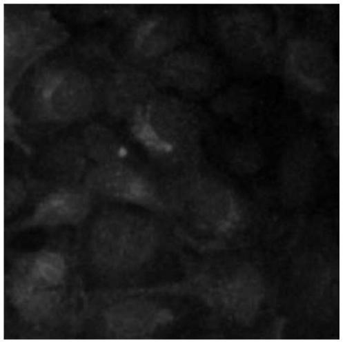 A kind of cell model and screening method for screening CCR4 antagonists