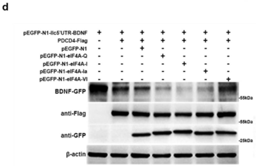 Fusion polypeptide and its application in the preparation of antidepressant and neurodegenerative disease drugs