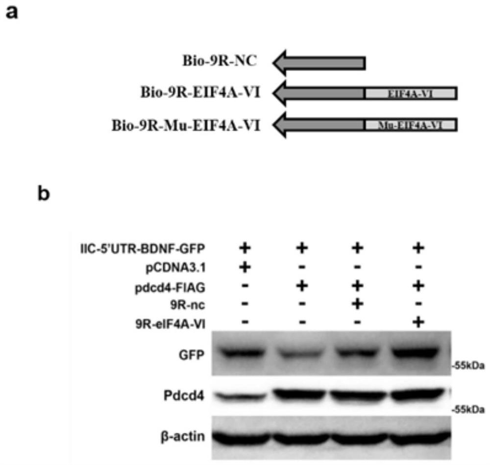 Fusion polypeptide and its application in the preparation of antidepressant and neurodegenerative disease drugs