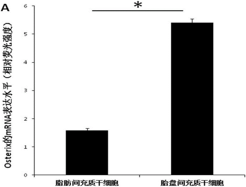 Culture system beneficial for mesenchymal stem cells to be applied in bone regeneration