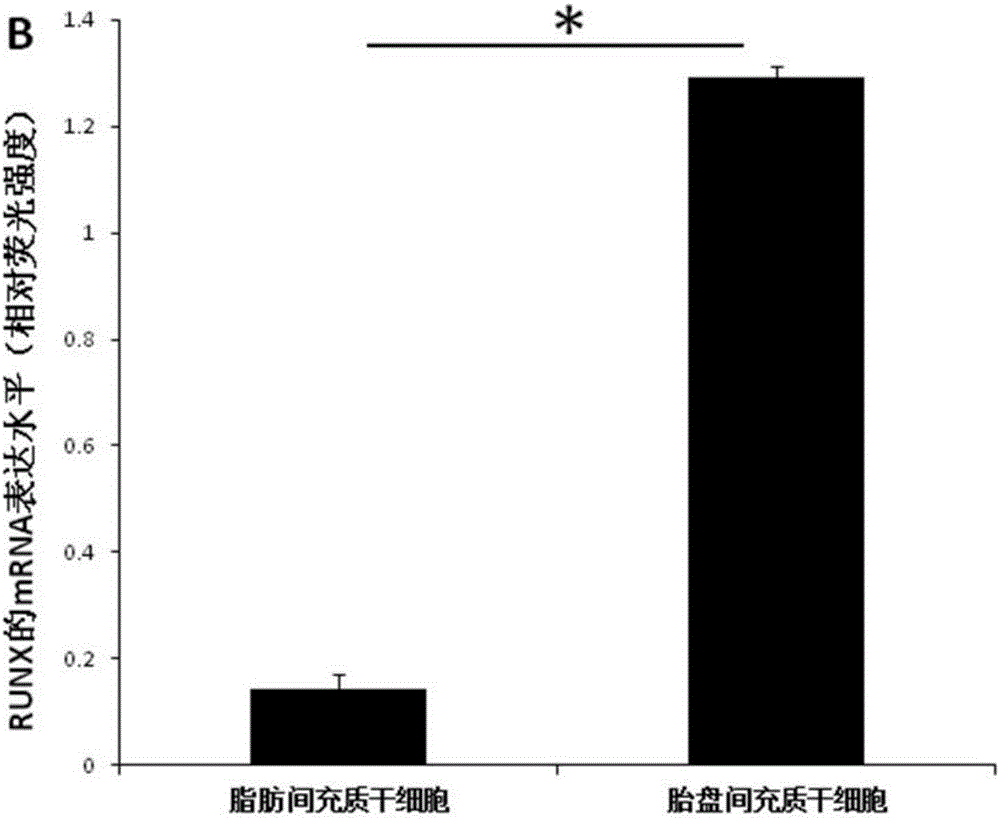 Culture system beneficial for mesenchymal stem cells to be applied in bone regeneration