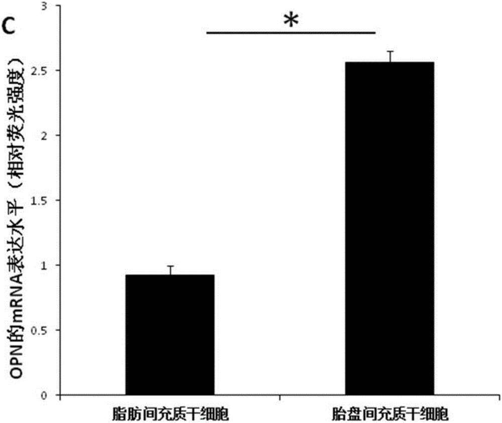 Culture system beneficial for mesenchymal stem cells to be applied in bone regeneration