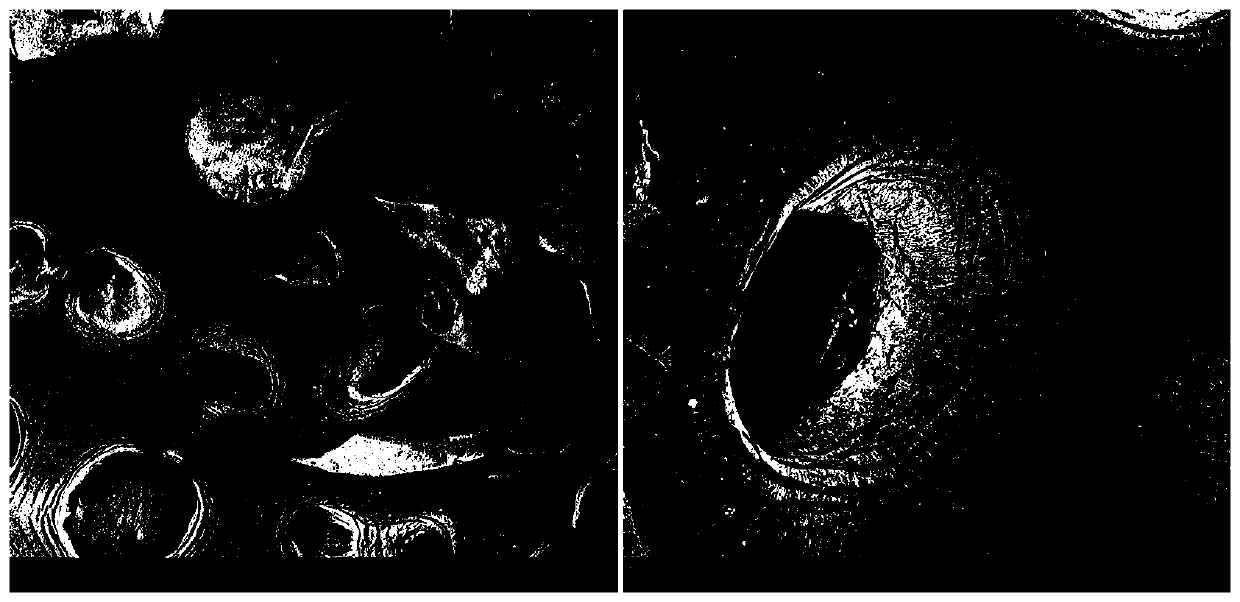 Preparation method of dendrobium instant freeze-dried blocks