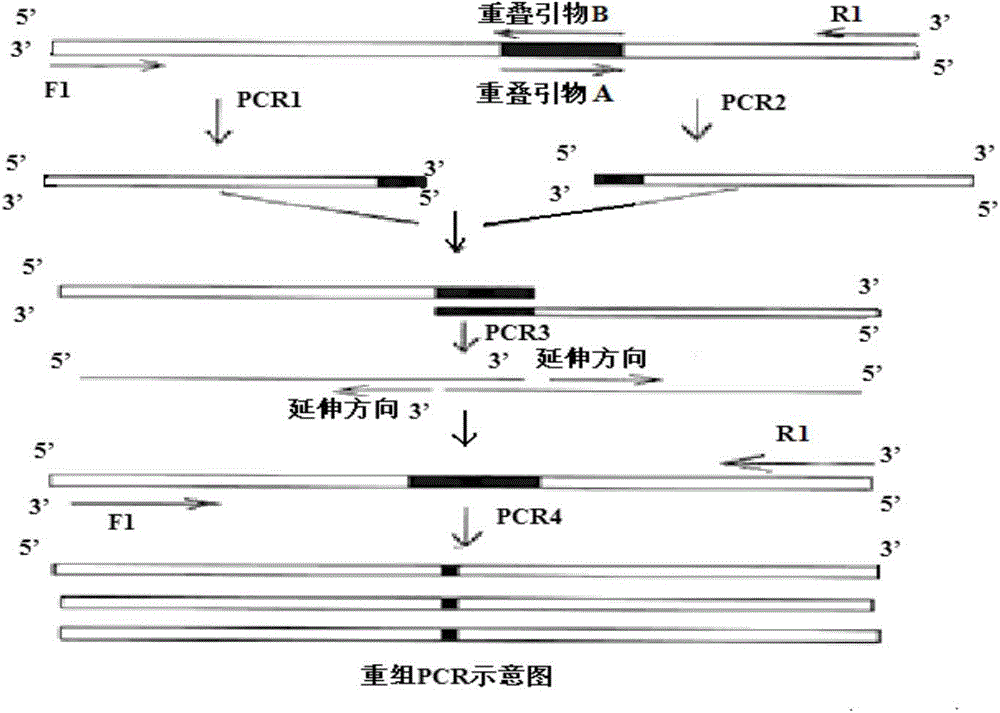 Phospholipase A2 mutant and preparation method thereof