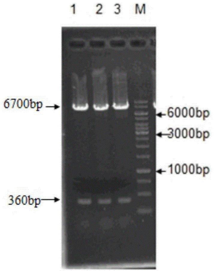 Phospholipase A2 mutant and preparation method thereof