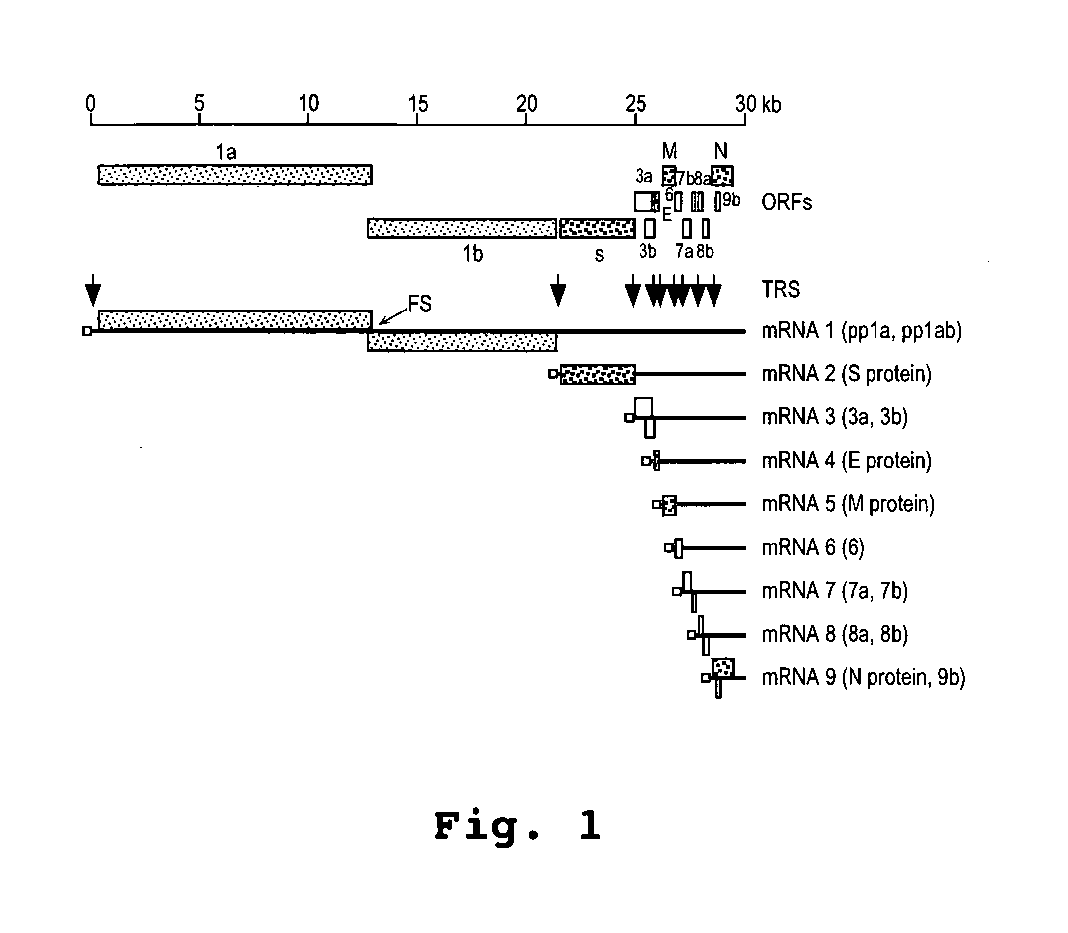 Oligonucleotide compound and method for treating nidovirus infections