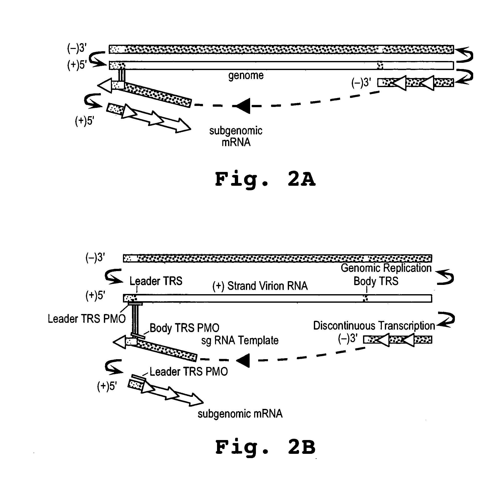 Oligonucleotide compound and method for treating nidovirus infections