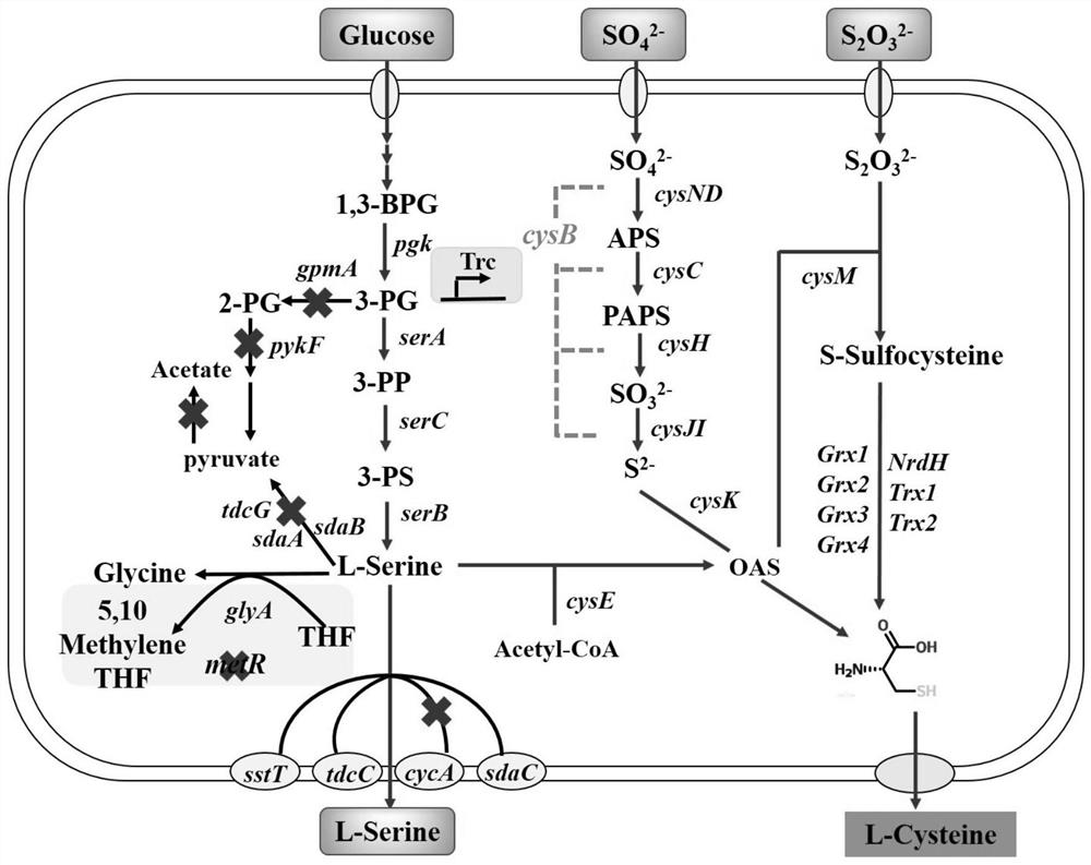 A kind of genetic engineering bacterium producing L-cysteine, construction method and application