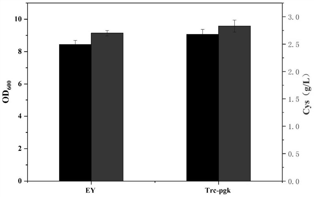 A kind of genetic engineering bacterium producing L-cysteine, construction method and application