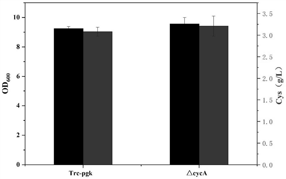 A kind of genetic engineering bacterium producing L-cysteine, construction method and application