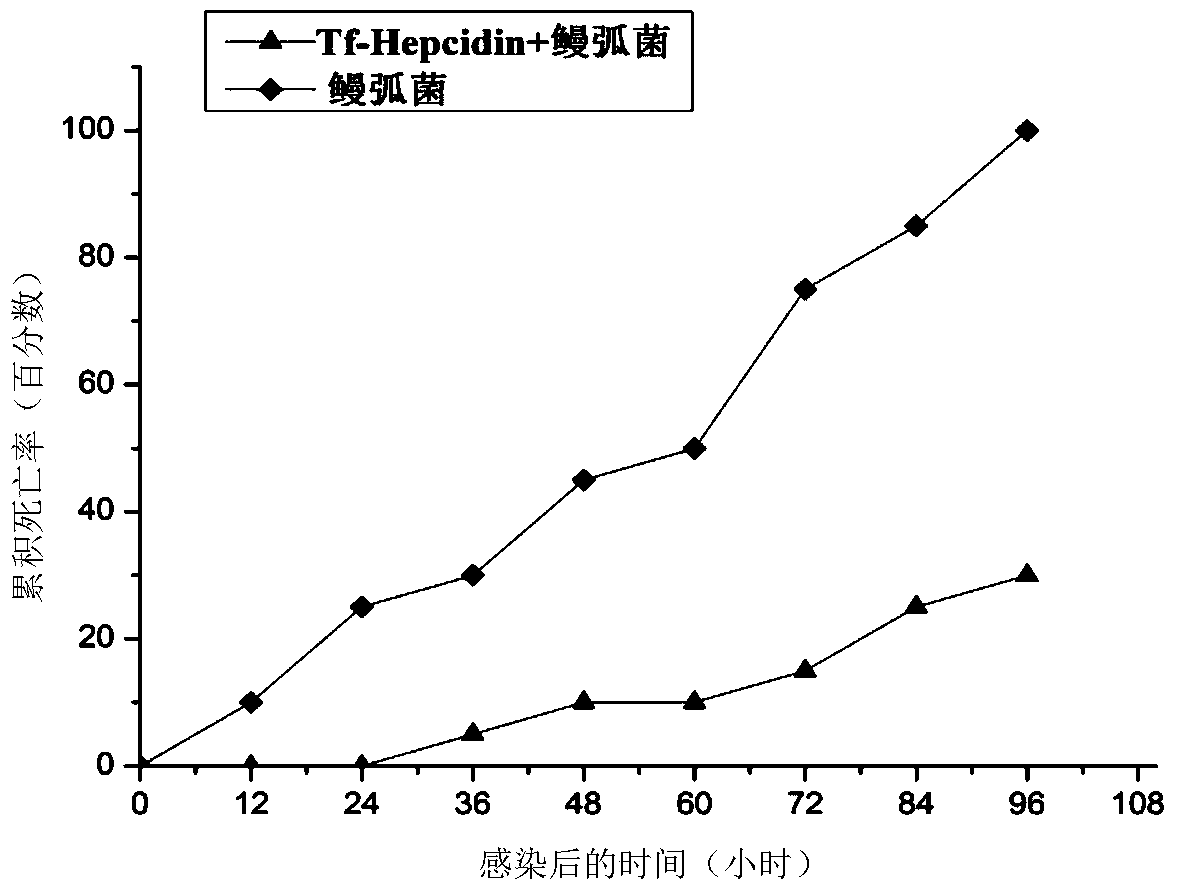 A kind of Songjiang perch tf-hepcidin gene, Songjiang perch tf-hepcidin mature peptide protein and its application