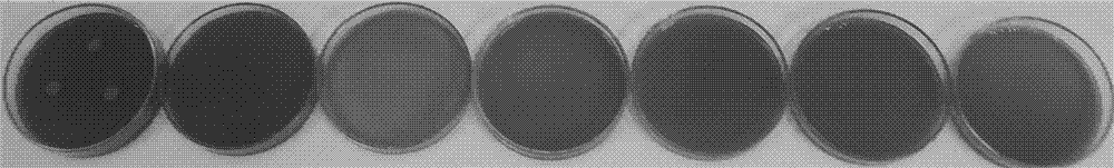 Preparation method of attapulgite mycotoxin adsorbent with antibacterial function