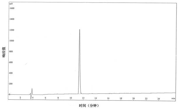 Umami peptide, composition containing umami peptide and application of umami peptide