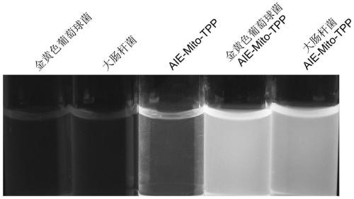 Probe with functions of successive imaging and killing of bacteria and cancer cells and application thereof