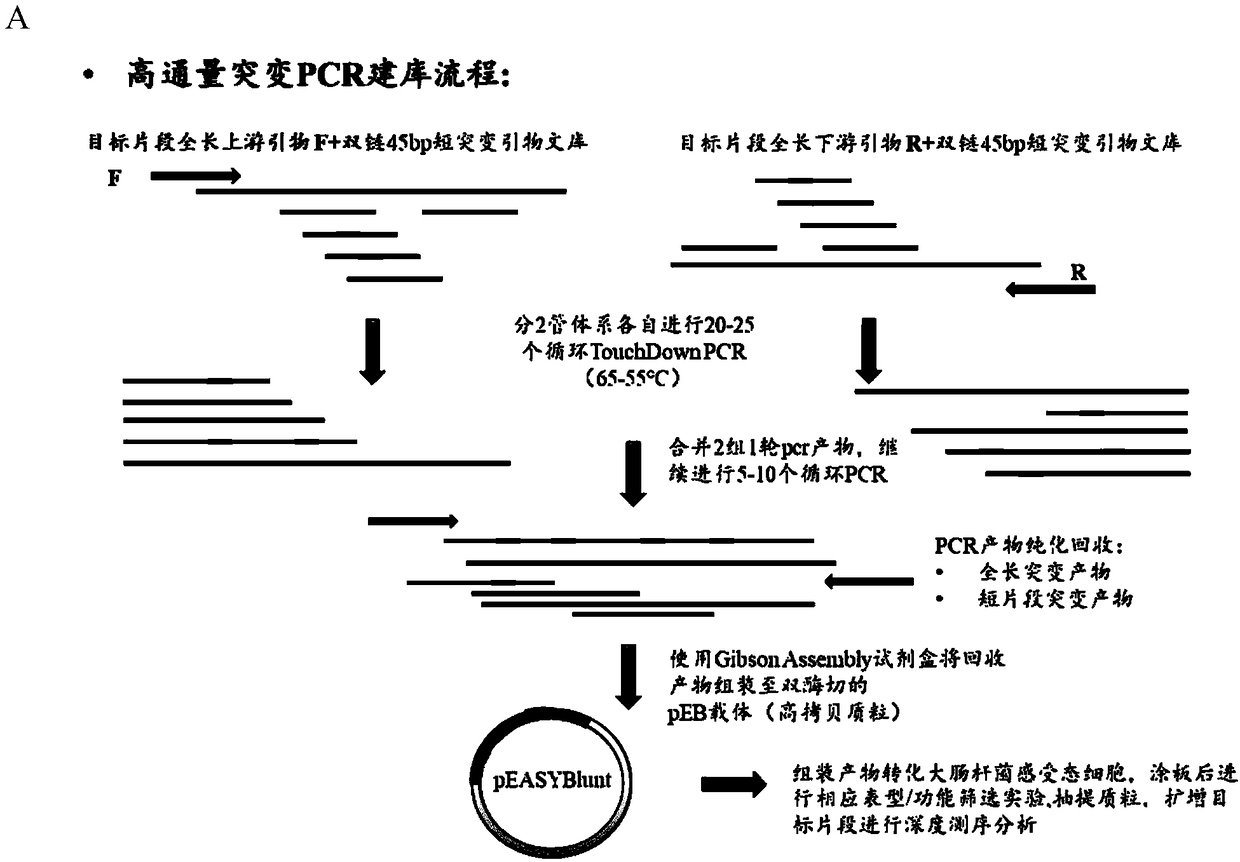 High throughput DNA multi-site precise base mutation method