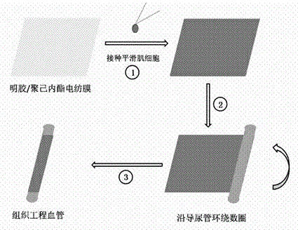 A kind of tissue engineering blood vessel and its preparation method and application