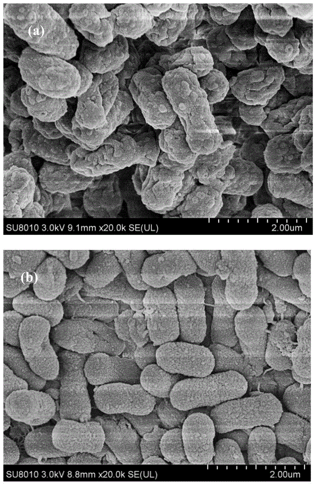 Immobilization method for cells containing nitrilase