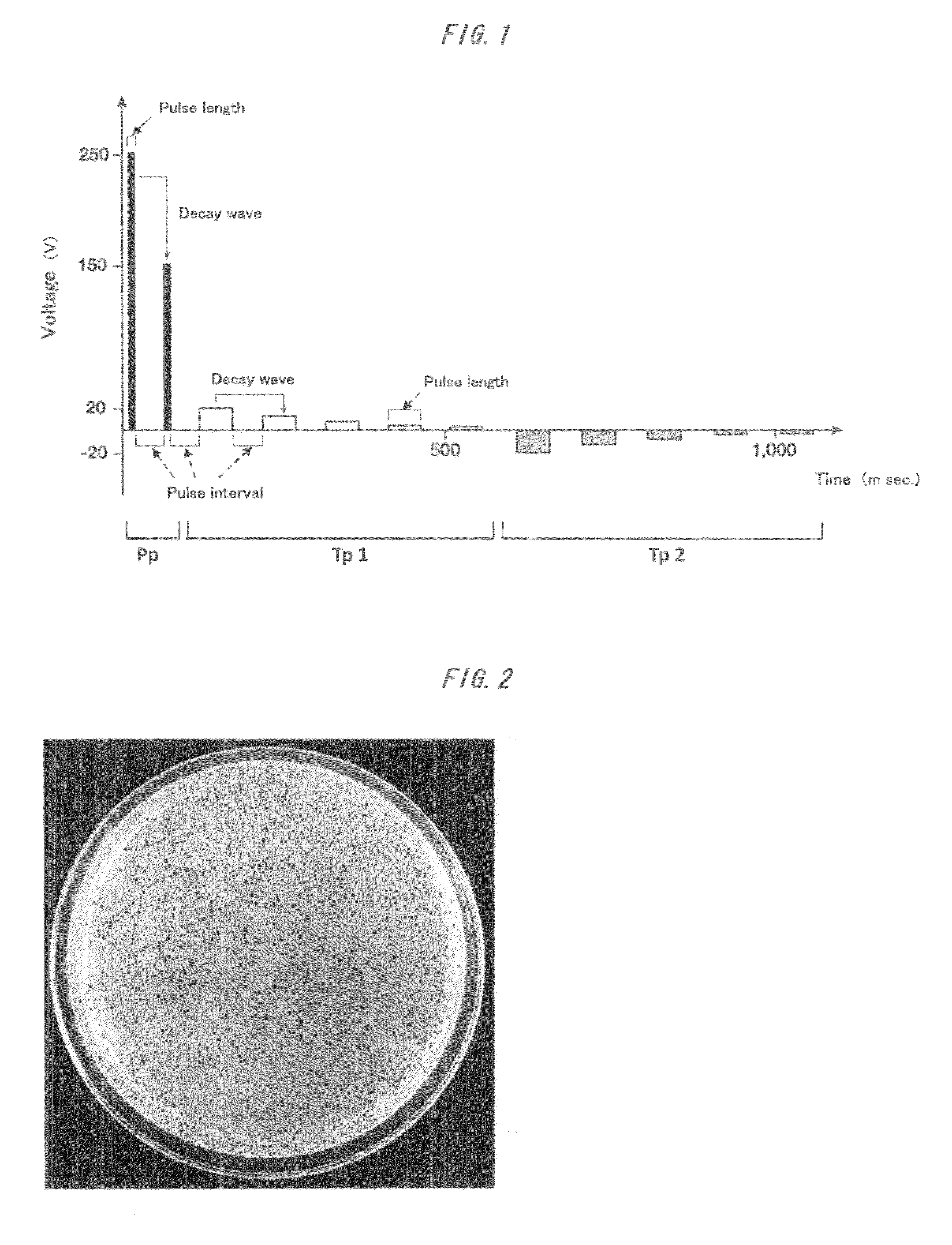 Method of transferring gene into algal cell involving utilizing multiple square-wave pulses in three steps