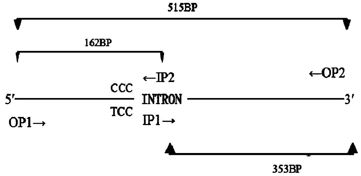 Blattella germanica sodium-ion channel resistance mutant gene and protein, and amplification primer, identification primer and identification method