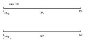 Molecular marker for sheep multifetal traits and its application