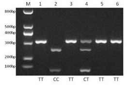 Molecular marker for sheep multifetal traits and its application