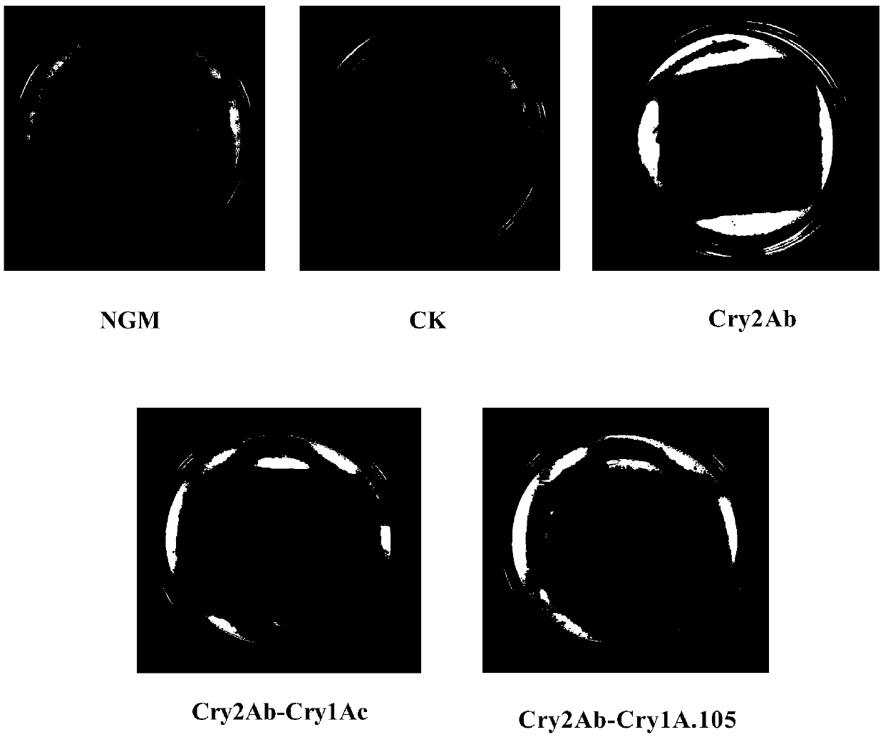 Use of insecticidal protein