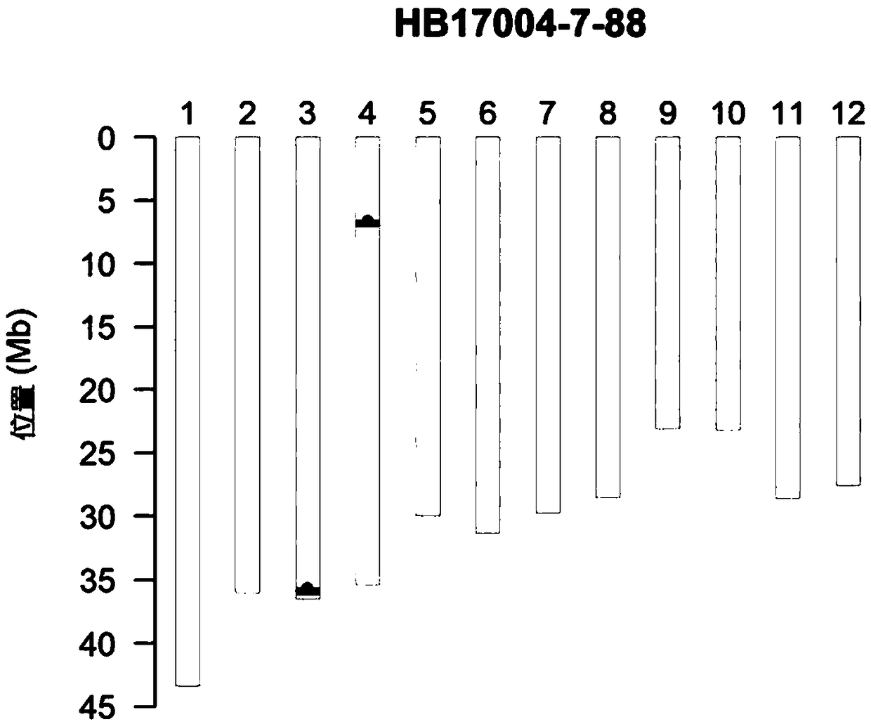 Recombinant nucleotide fragments Rec78801 and Rec78802, detection primer and application thereof