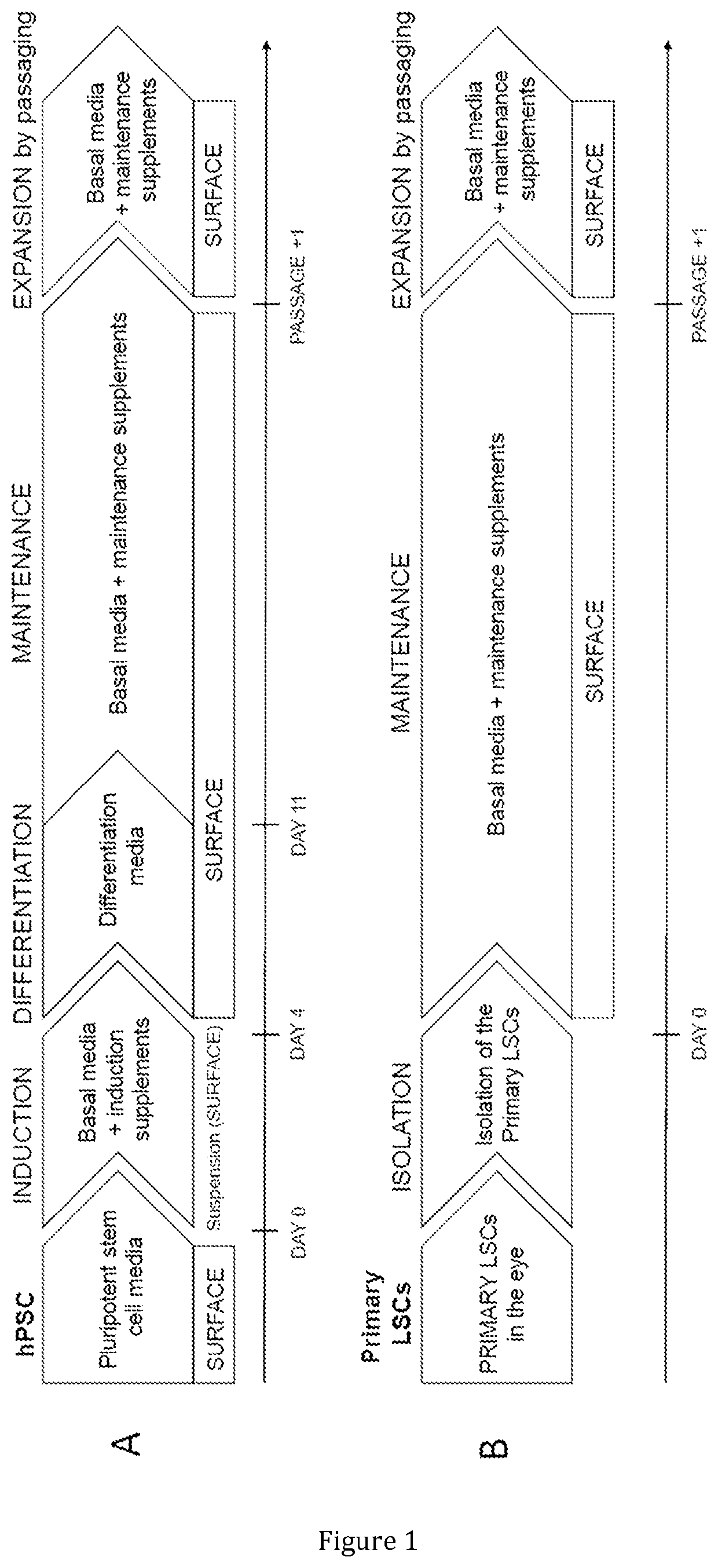 Method for obtaining or maintaining abcg2-positive corneal limbal stem cells