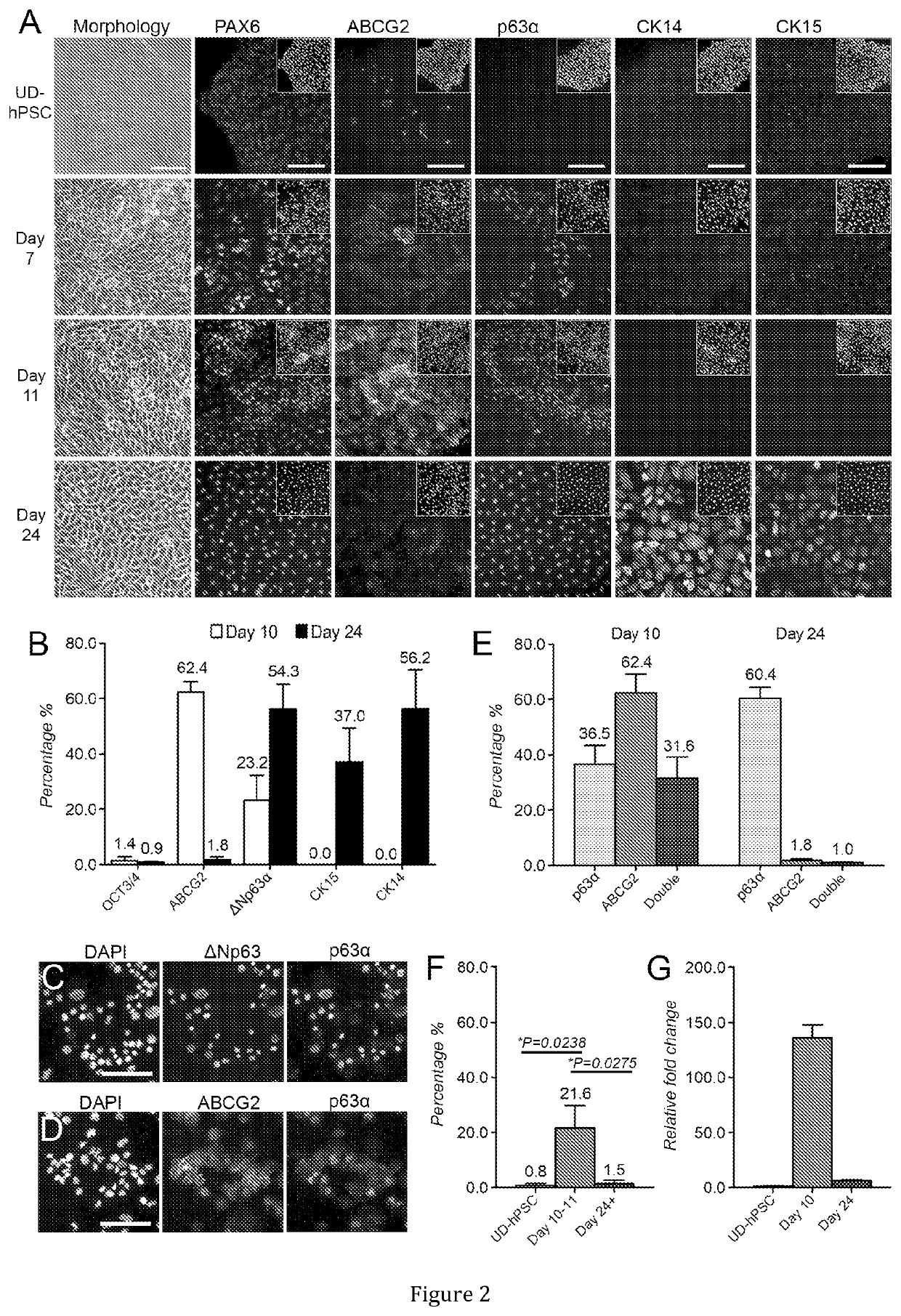 Method for obtaining or maintaining abcg2-positive corneal limbal stem cells