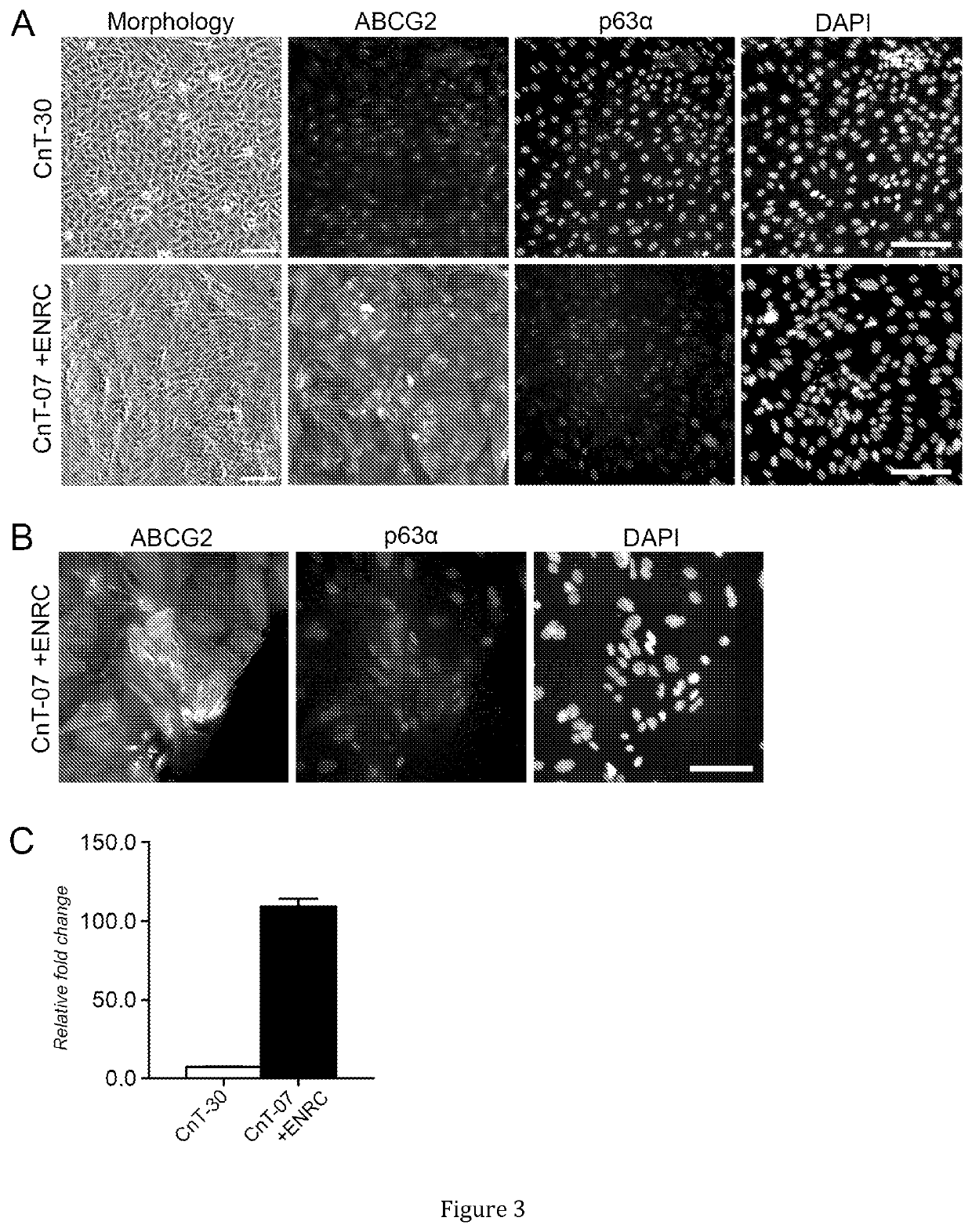 Method for obtaining or maintaining abcg2-positive corneal limbal stem cells