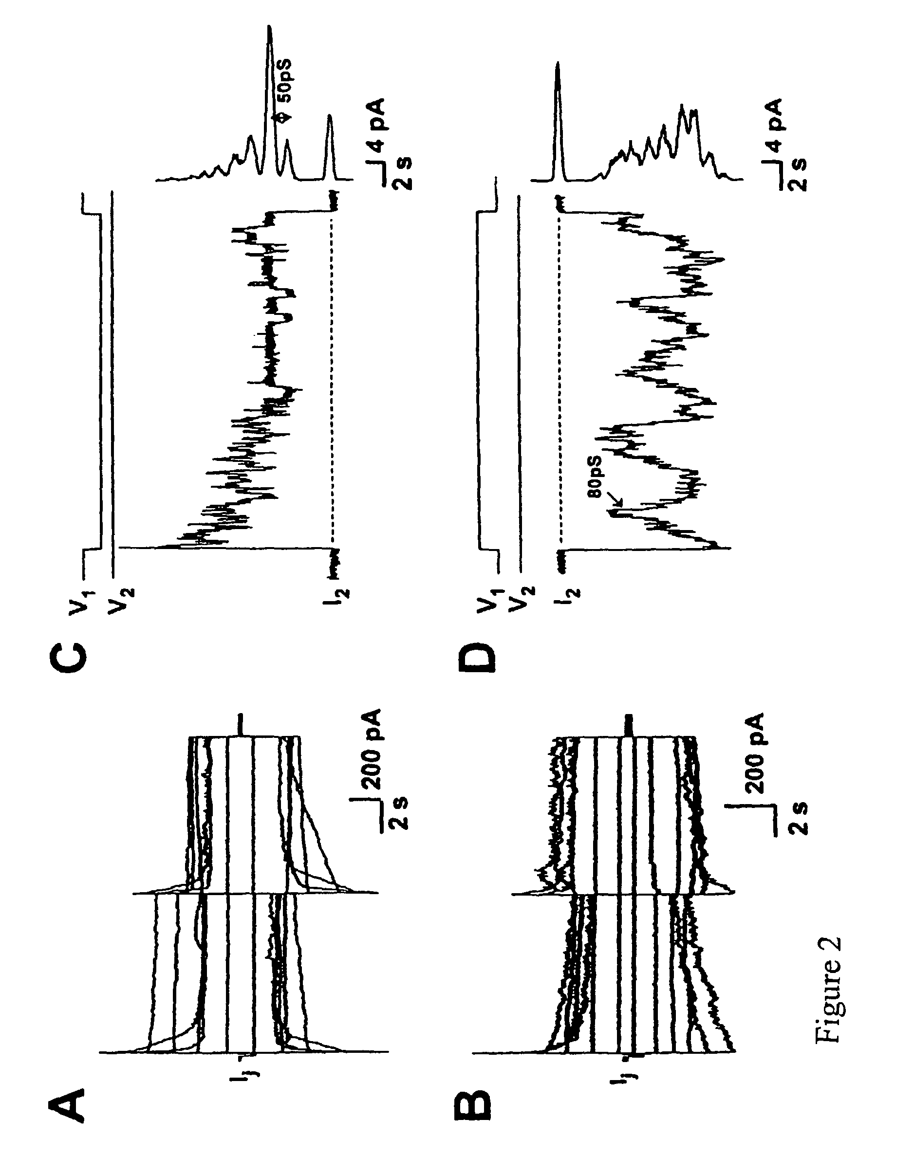 Creation of a biological atrioventricular bypass to compensate for atrioventricular block