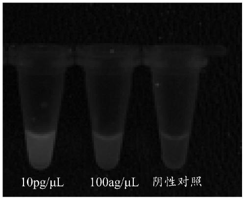 Primer set, kit and method for performing isothermal detection on CRISPR-Cas12a protease of prawn iridescent viruses