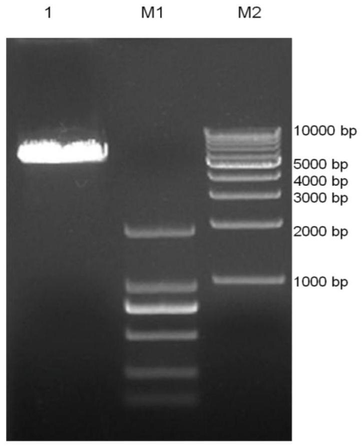 ShRNA for targeted interference of IL-33 expression, recombinant adenovirus vectors as well as construction method thereof, and application